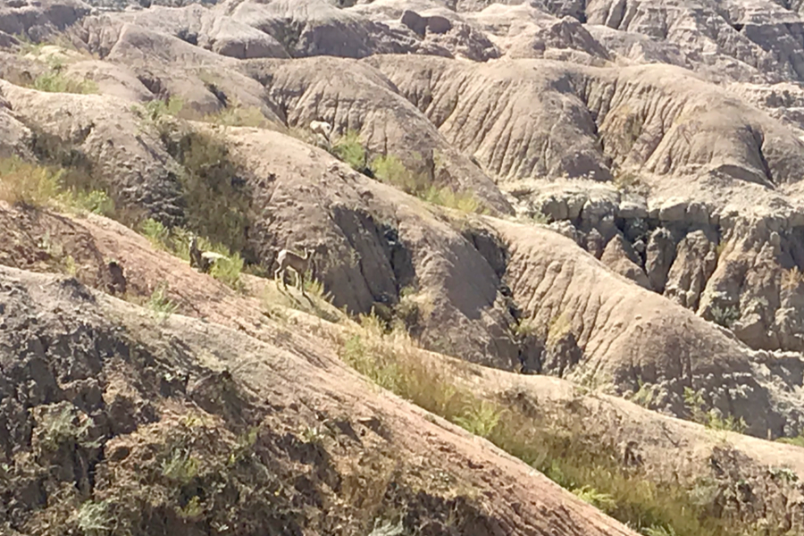 big horn sheep while hiking the badlands