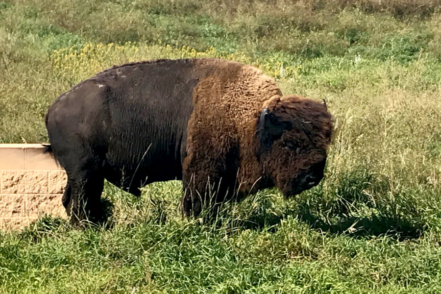 bison hiking in the badlands