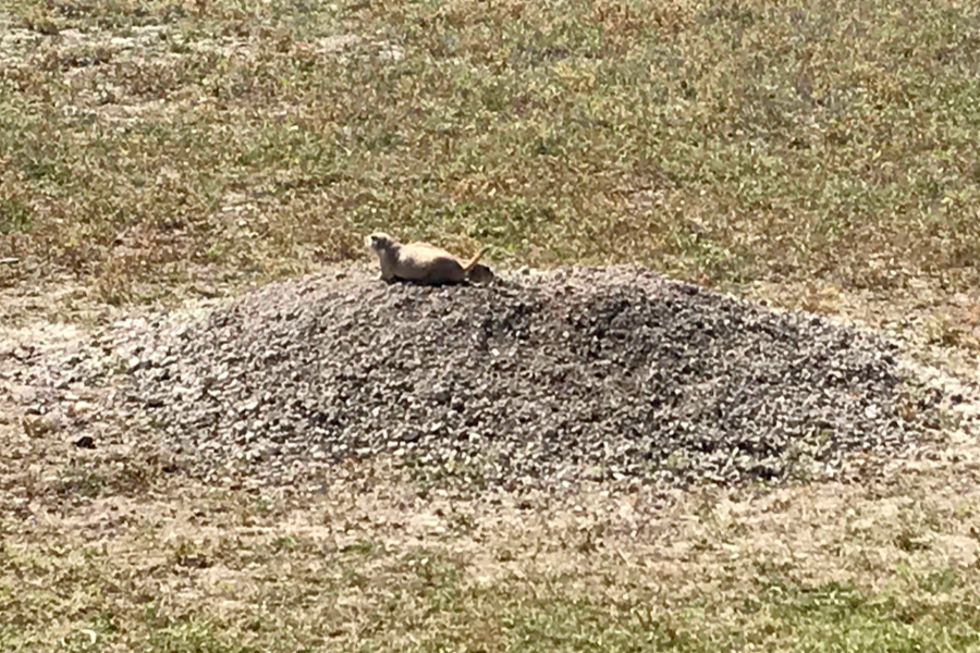 prairie dogs