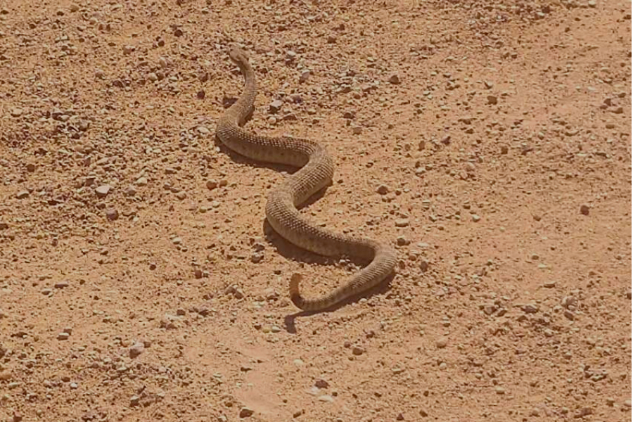 rattlesnake