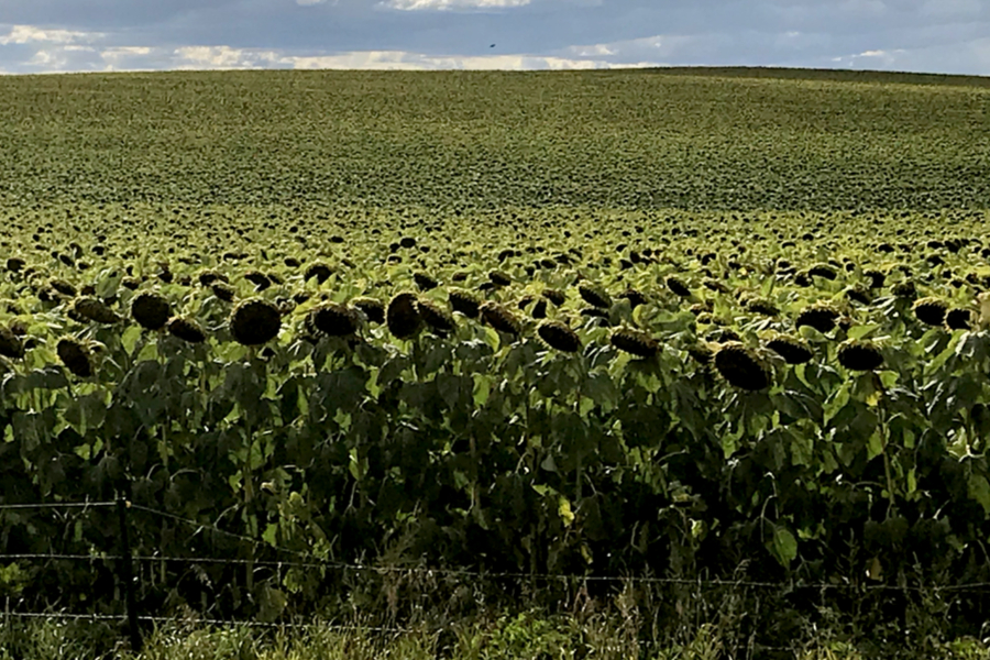 sunflower fields 