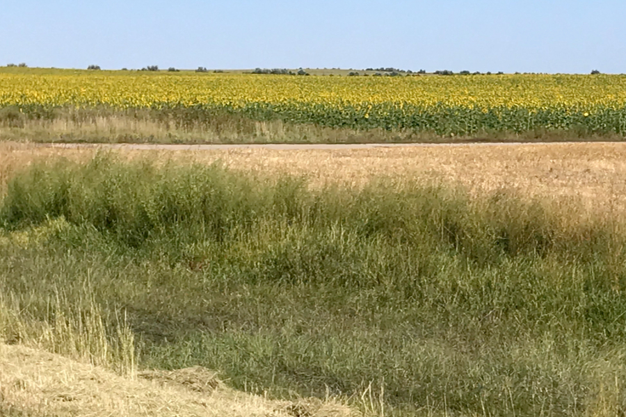 fields of sunflowers 