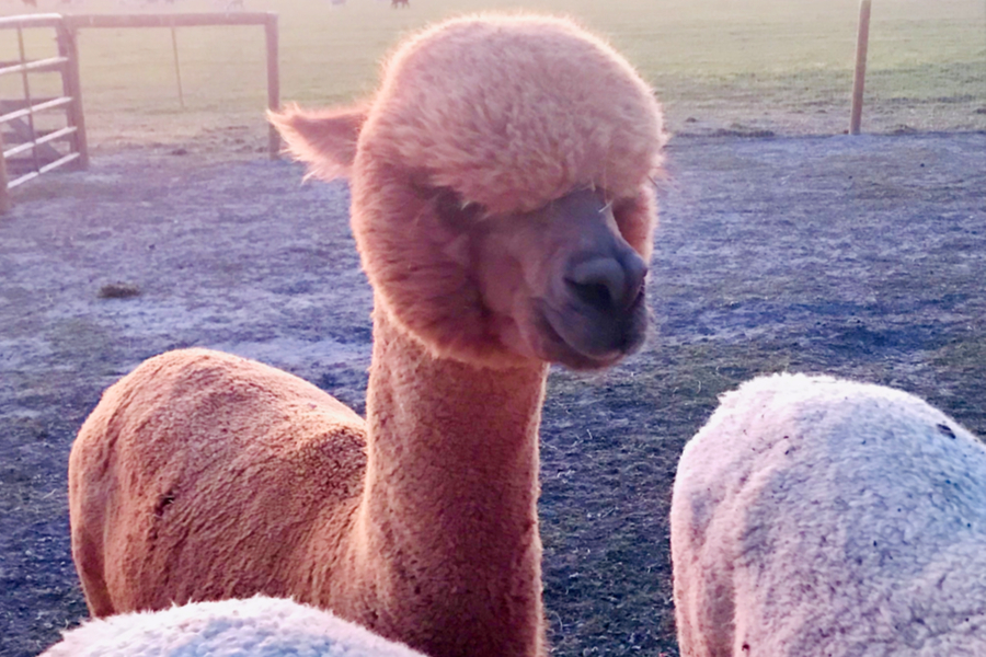 brown alpaca 