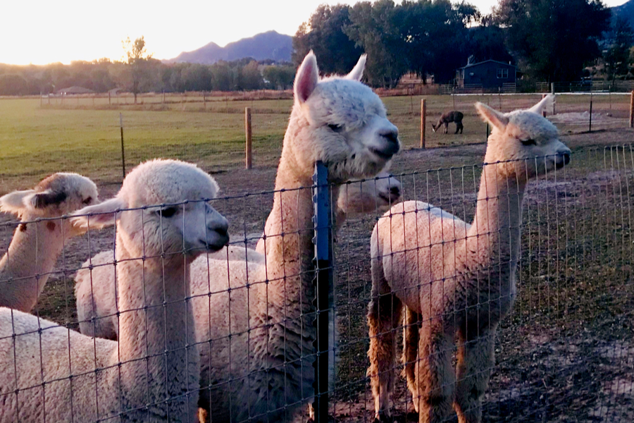 alpacas watching 