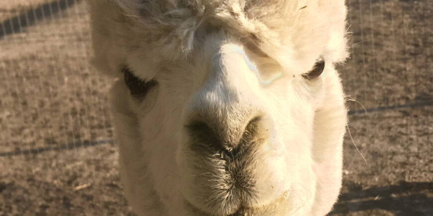 Spending the Night with Alpacas at Sopris Alpaca Farm – Day 36 top 10 photos