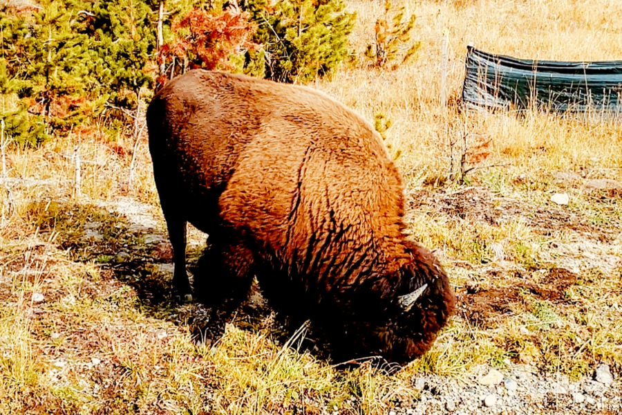 Bison at Yellowstone national park 