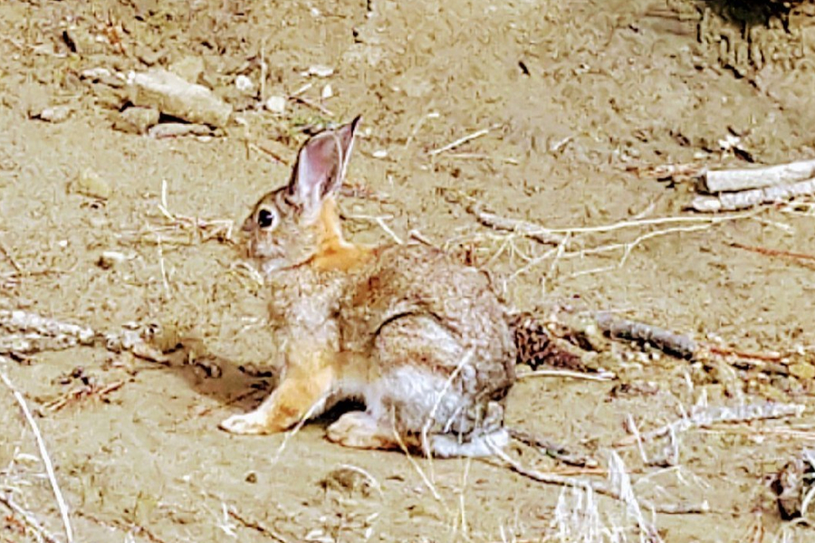 bunny on the trail