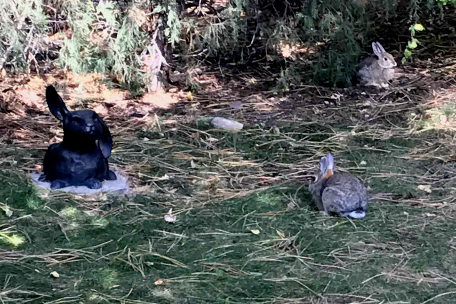 bunnies with a bunny sculpture 