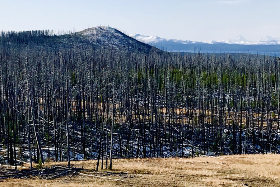 burnt forest 