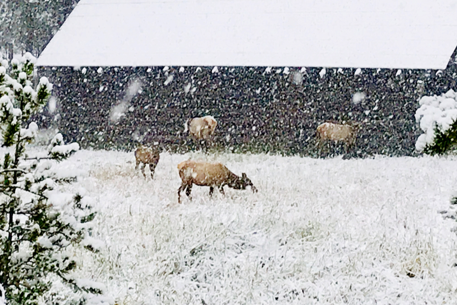 elk in the snow 
