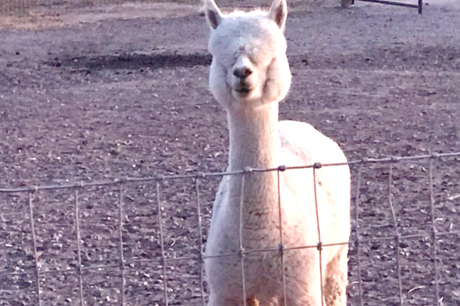 furry alpaca 