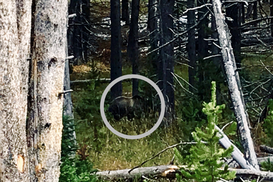 Grizzly Bear in Yellowstone National Park 