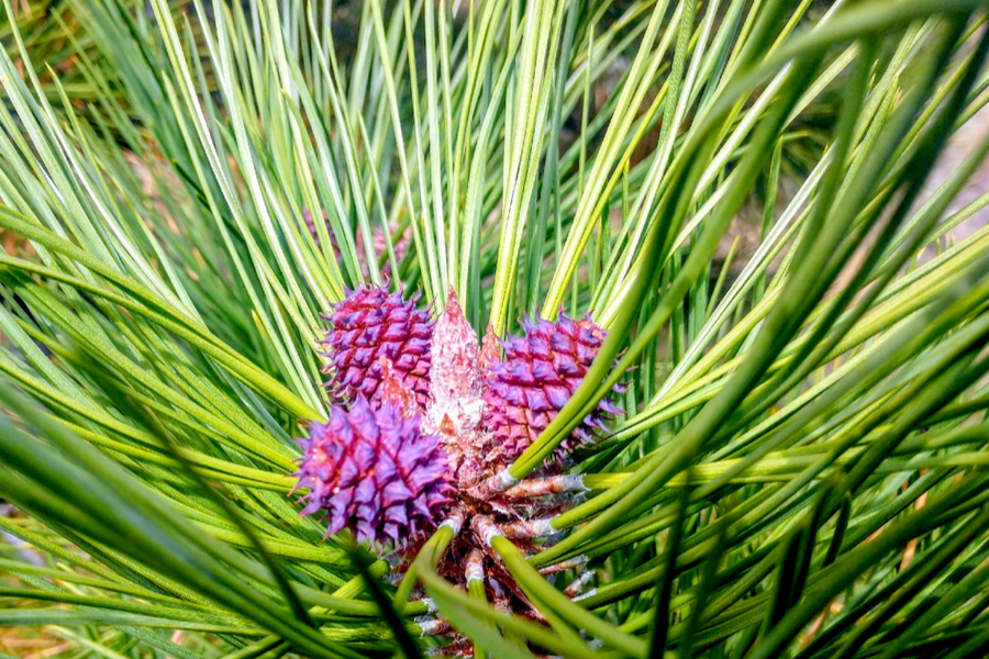 baby pine cones 