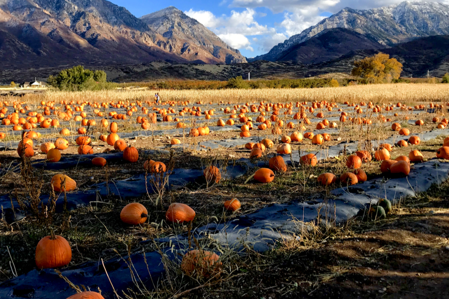 rowley's red barn pumpkin patch 