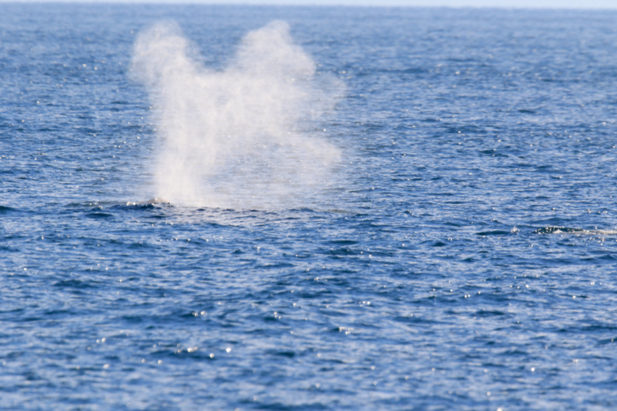 whale blow hole 