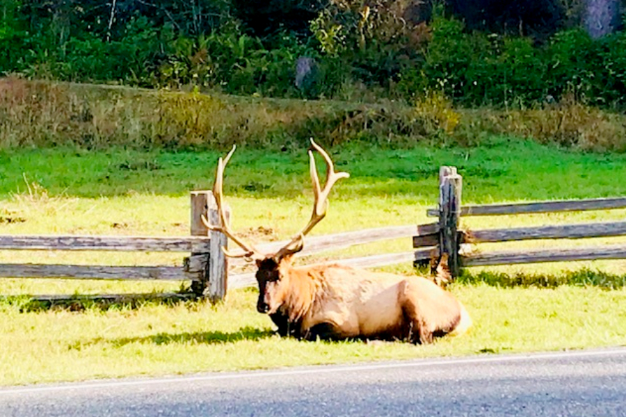 the elk in the Redwoods 