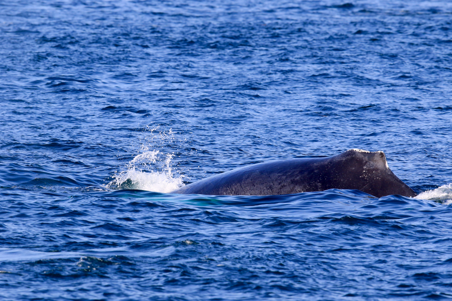 humpback whale 