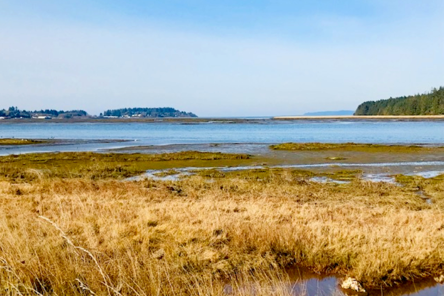 Willapa Bay 