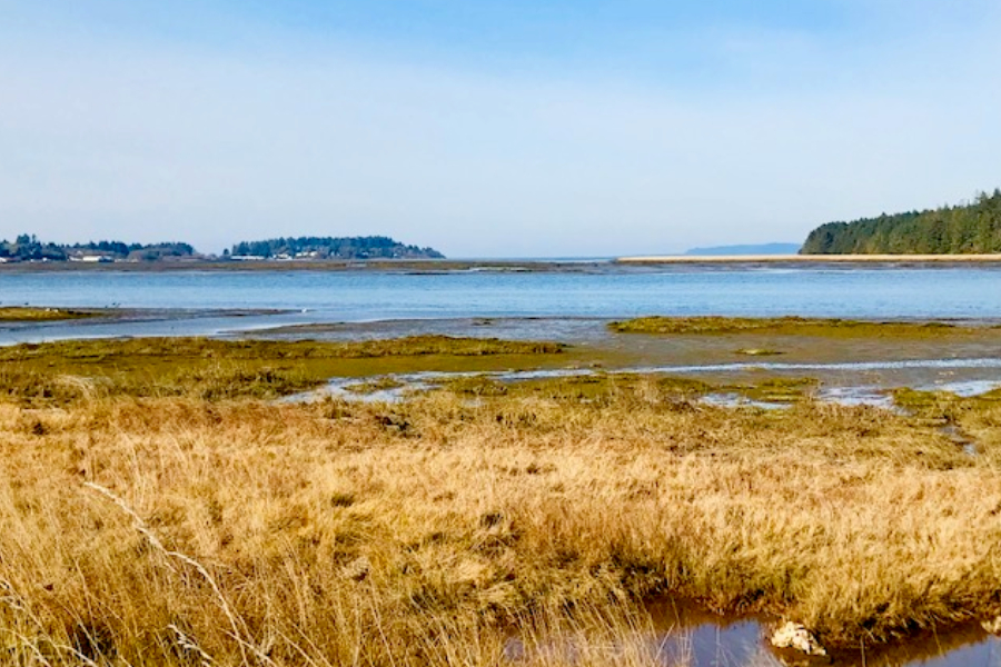 oregon marsh