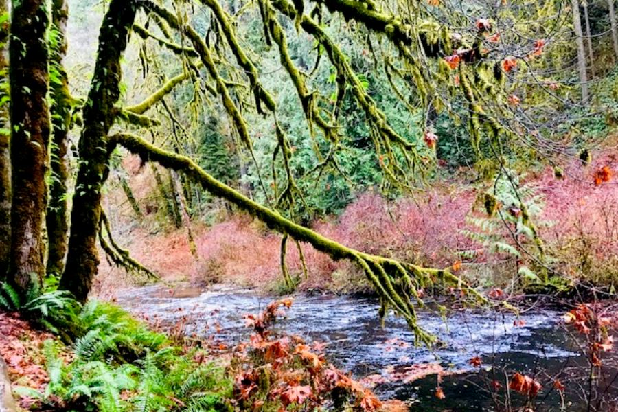 stream on trail of ten waterfalls 