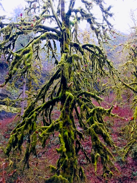 moss covered trees 