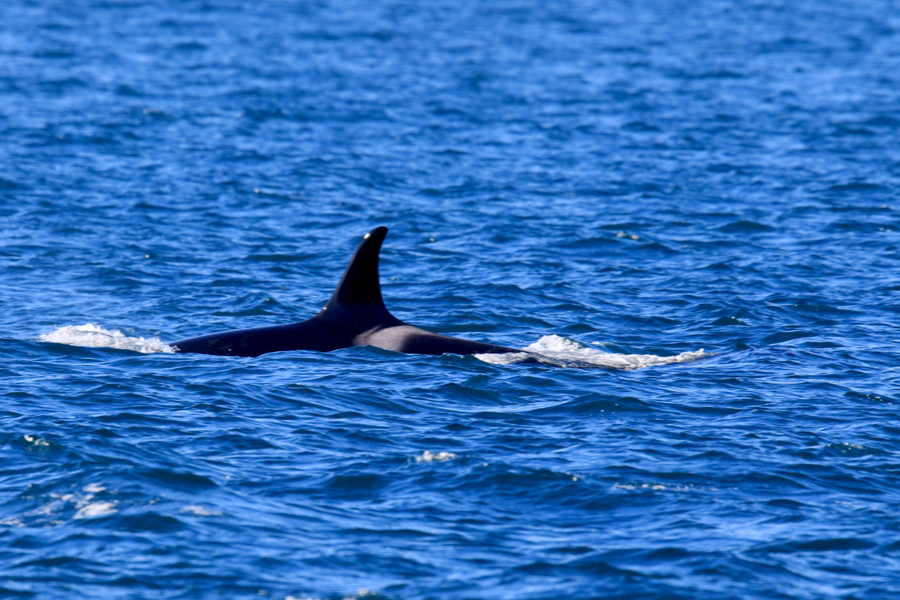 orca whale 