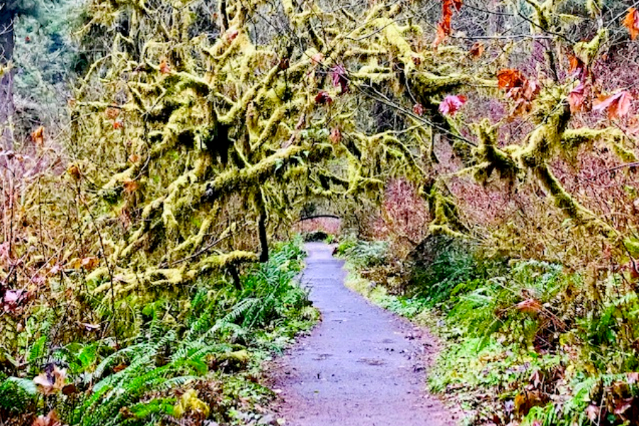 enchanted path 