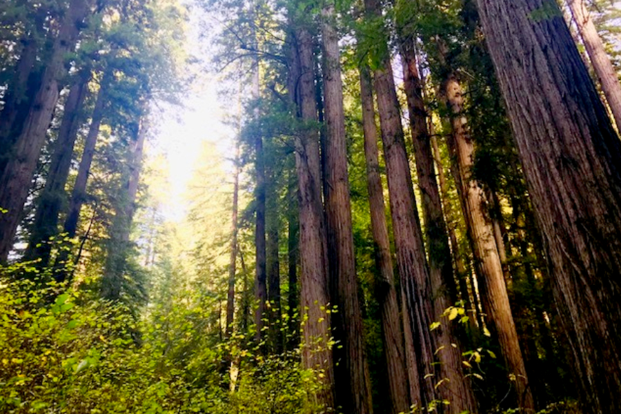 Redwoods State Park 