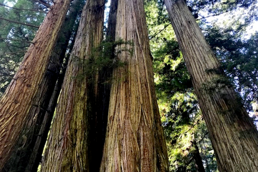 old growth redwood trees