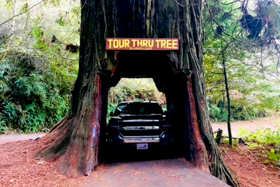 driving through redwood tree