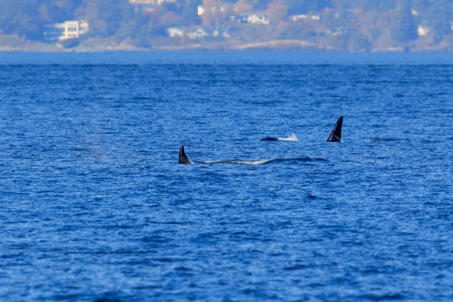 whale watching tour 