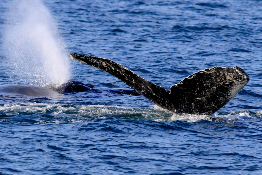 humpback whale tail 