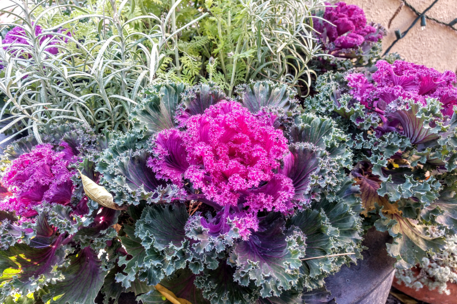 Flowering Kale at the Tucson Botanical Gardens