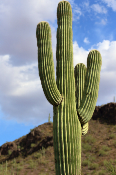 saguaro cactus in the Sonora Desert