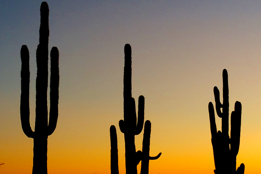 Saguaro cacti