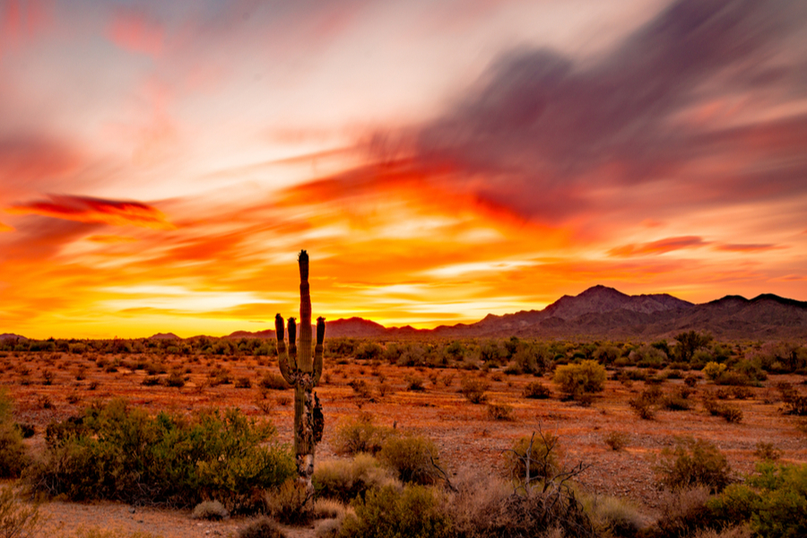 sonora desert