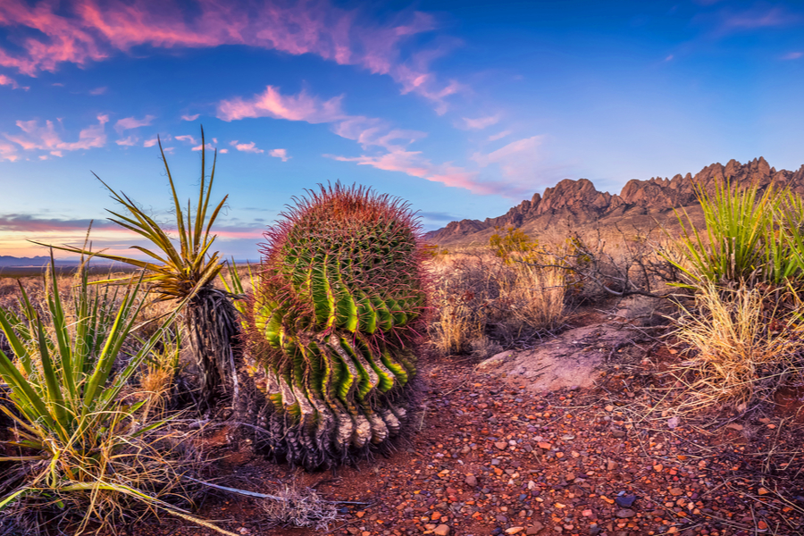 the beauty of Las Cruces