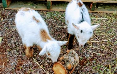 Making New Friends – A Chance Visit To A Las Vegas Mini-Farm! Day 95 Las Vegas Mini Farm