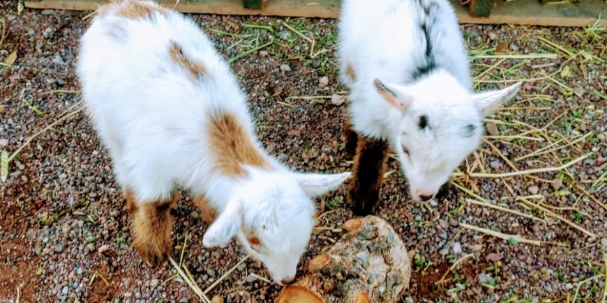 Making New Friends – A Chance Visit To A Las Vegas Mini-Farm! Day 95 Las Vegas Mini Farm