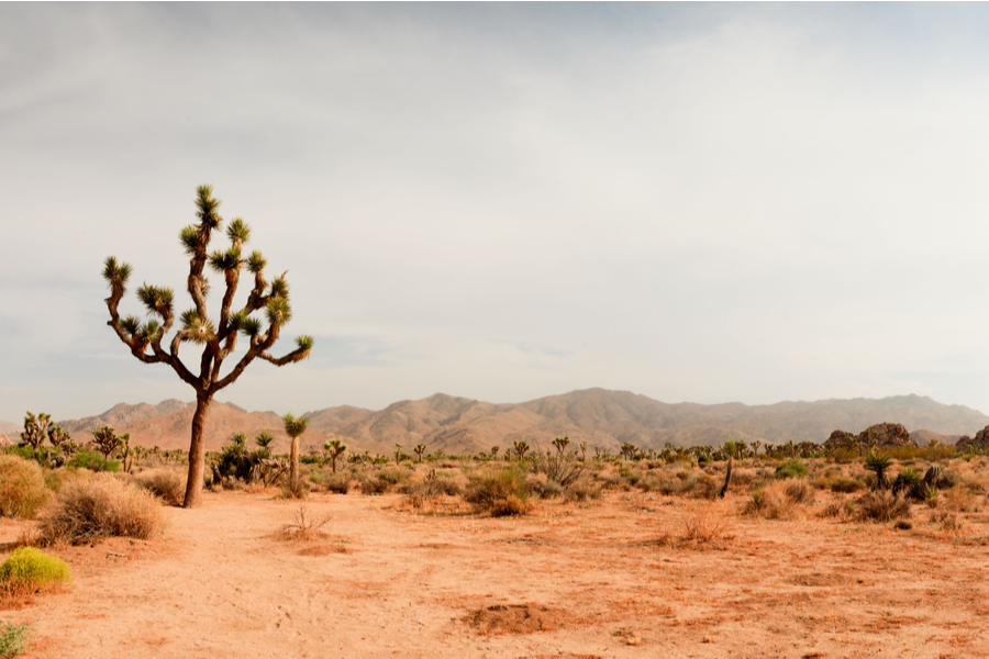 joshua tree 