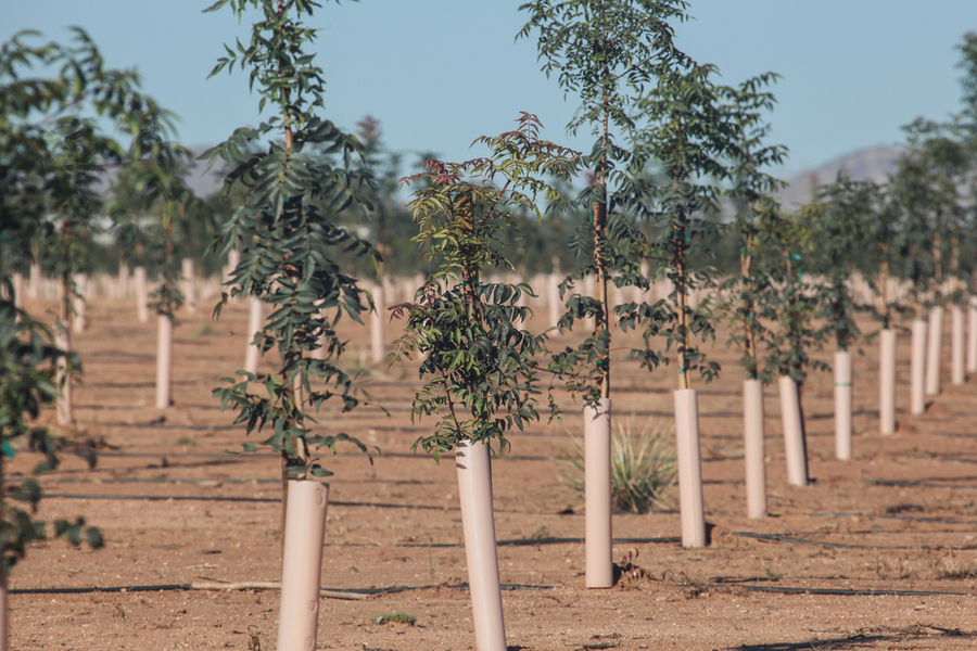 newly planted nut trees 