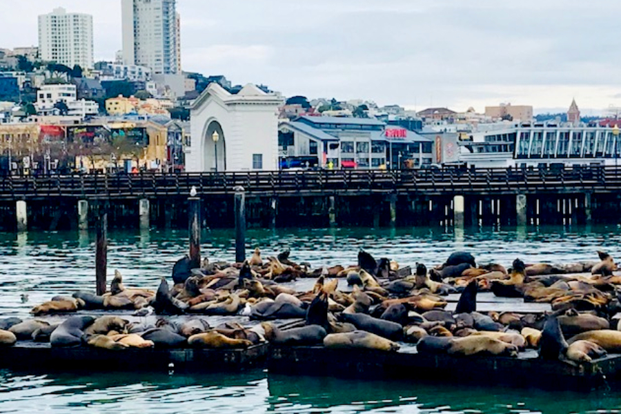 San Francisco Sea Lions