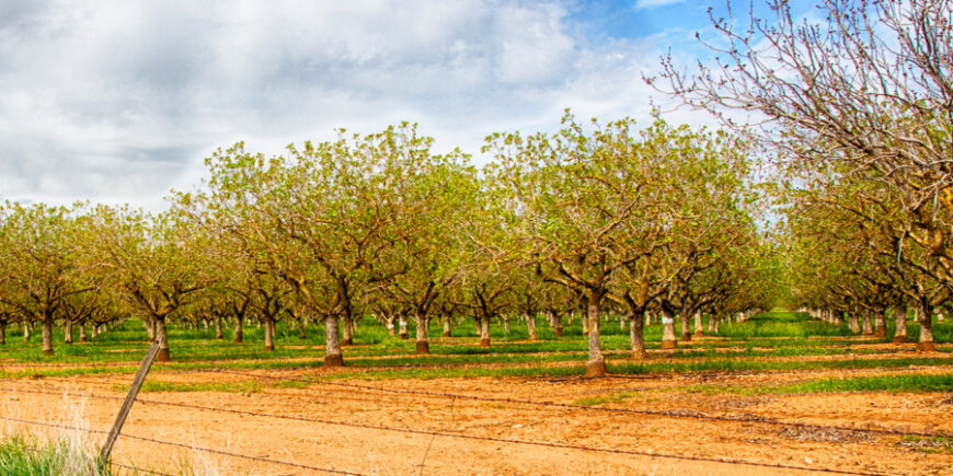 Things Are Nuts In California! And We Never Knew How Much, Day 88 nuts in california