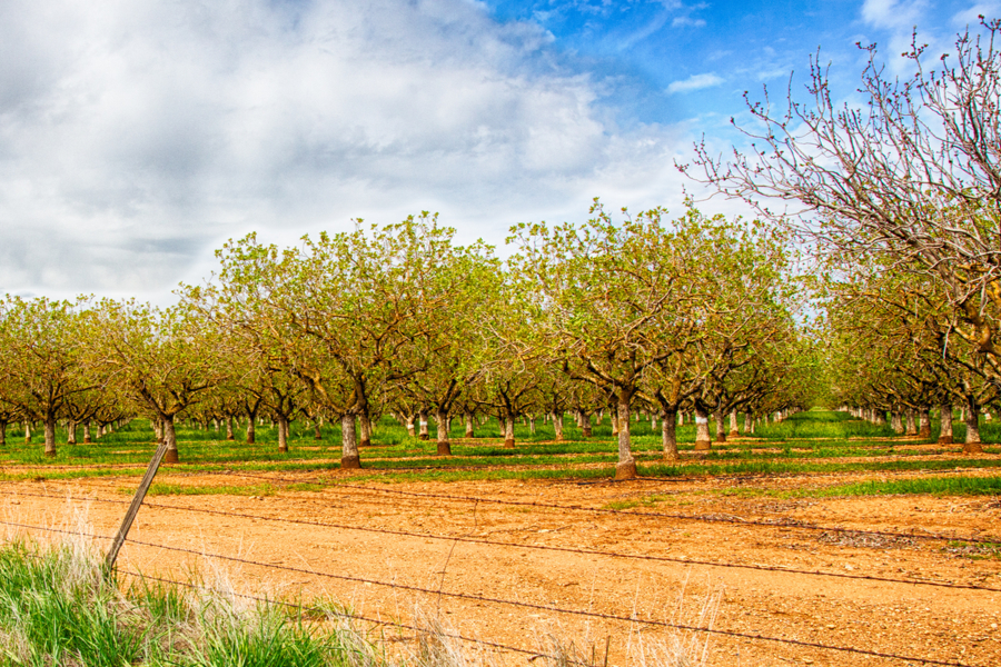 nuts in california