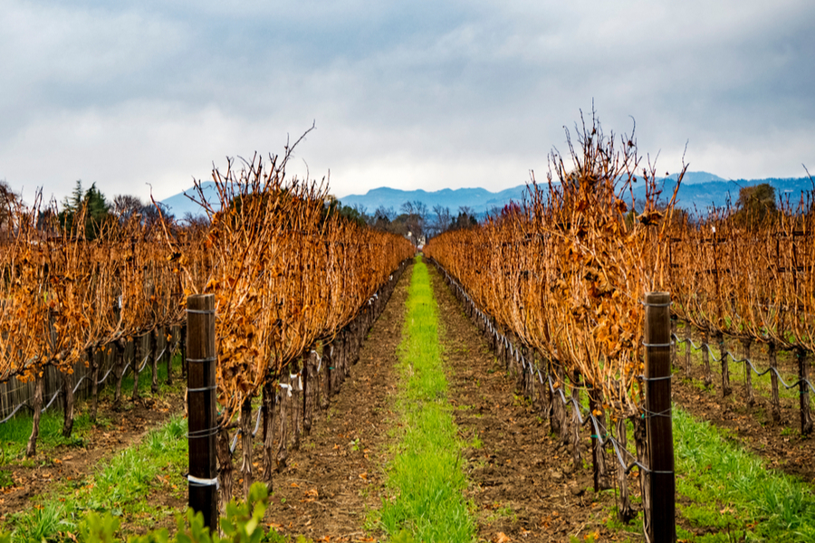 sonoma valley vineyards 