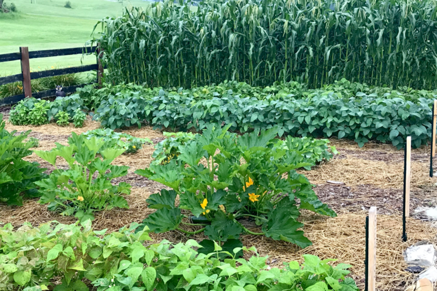 the garden at Old World Garden Farms