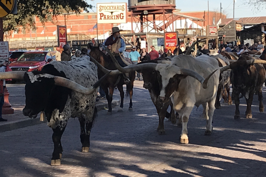 Forth Worth Cattle drive 