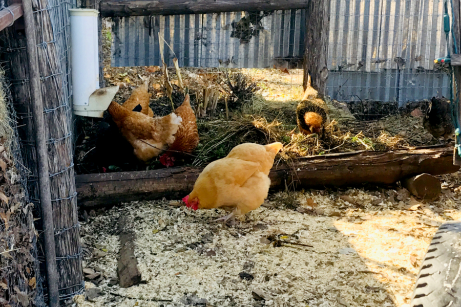 chickens at austin coffee shop