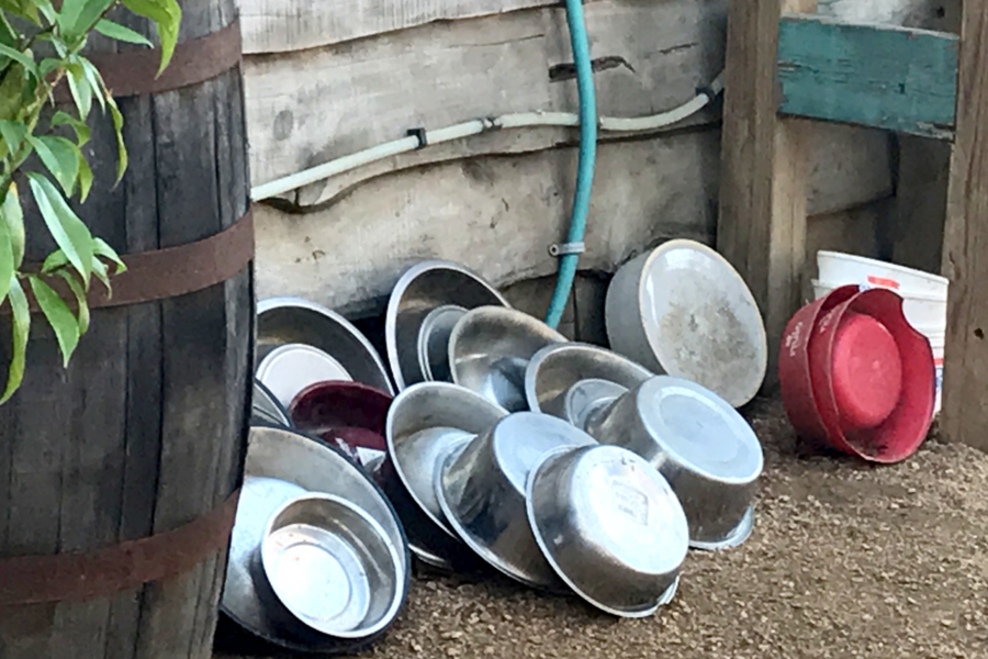 dog water bowls 