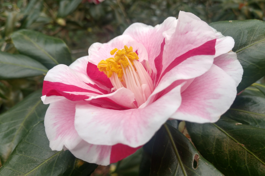 Camellias at Bellingrath